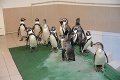 V košickej ZOO sa vyliahli malé tučniaky: Na jedného súrodenca čakali týždne
