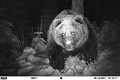 Situácia s medveďmi sa môže na jar zopakovať: Sú na to Vysoké Tatry pripravené?