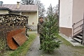 Záujem o vianočných krásavcov z našich hôr rastie: Stromček z lesa kúpite už od 3,95 eura!