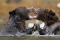 Originálna momentka dvoch medveďov: Naozaj sa takto dáva jazýčková?