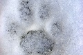 Kvíz len pre skutočných znalcov: Viete určiť zviera len podľa odtlačku v snehu?