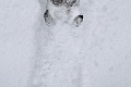 Kvíz len pre skutočných znalcov: Viete určiť zviera len podľa odtlačku v snehu?