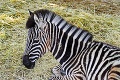 Mladý žrebec zebry Astor poputoval z Košíc až do Moldavska: Dôležitá misia samčeka v zahraničí!