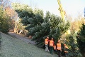Vianočný strom zo Slovenska: Jedlička už zdobí námestie v Bruseli