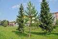 Pre cyklochodník padlo na Spiši už 33 stromov: Ďalšiemu brutálnemu stínaniu zabránila dôchodkyňa!