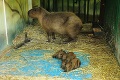 Veľká radosť v košickej zoo: Kapybara sa stala štvornásobnou mamou!