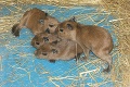 Veľká radosť v košickej zoo: Kapybara sa stala štvornásobnou mamou!