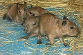 Veľká radosť v košickej ZOO: Kapybara sa stala štvornásobnou mamou!