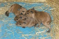 Veľká radosť v košickej ZOO: Kapybara sa stala štvornásobnou mamou!