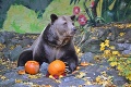 Halloween si užili aj zvieratká v zoo: Ošetrovatelia si pre ne prichystali prekvapenie!