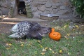 Halloween si užili aj zvieratká v zoo: Ošetrovatelia si pre ne prichystali prekvapenie!