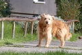 Túlavý psík Ťapko je v Partizánskom hotová celebrita: Takto si miestnych omotal okolo labky!