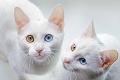 Tieto mačičky sú na prvý pohľad iné ako ostatné: Vidíte jednu či dve?