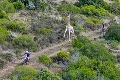 Horskí cyklisti v Južnej Afrike zažili šok: Pozor, špurtuje žirafa!