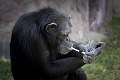 Toto je už príliš: Opica Azalea vyfajčí škatuľku cigariet denne!