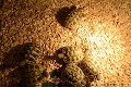 Na výstave AkvaTera v Košiciach sa predstavili výnimočné kúsky: Tento Mravec váži 70 kilogramov