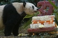 Rozlúčka s najstaršou pandou chovanou v zajatí: Ťia-ťia sa dožila nevídaného veku!