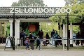 V londýnskej ZOO mali pohotovosť: Hon na gorilieho samca!