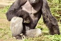 Poplach v zoo: Z výbehu utiekla gorila!