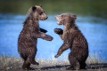 Medveďku, daj labku: O čom sa môžu tí dvaja baviť?
