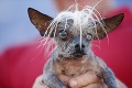 Takto vyzerá najškaredší pes na svete: Majiteľ na ňom dokonca zarobil!