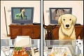 Obrázky, ktoré pochopia iba psíčkari: 8 zmien, ktoré zažije každý, keď si kúpi domáceho miláčika
