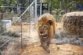 Poplach v nemeckej zoo: Z klietok ušli dva levy!