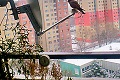 Bratislavčan sa o balkón delí s dravým vtákom: Sedím si na anténe a ruším signál