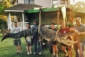 Rekordný kus: S obrím 4-metrovým aligátorom zápasila rodina dve hodiny!