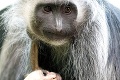 Pôrod opice vyvolal v zoo obrovskú senzáciu: Len sa pozrite na jej mláďa!