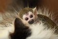 Opustené mláďa malej opičky si našlo novú mamu: Už ťa nepustím!