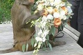 Niekto má opicu po svadbe, niekto na svadbe: Nevesta neverila svojim očiam, keď uvidela tú scénu!