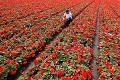V Bruseli vytvorili koberec zo 600 000 kvetín: Čo má motív na ňom znázorňovať?