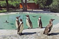 Ešte to len skúšajú, no o chvíľu budú majstri: Takto sa malí tučniaci zo Zoo Košice učia plávať