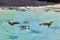 Ešte to len skúšajú, no o chvíľu budú majstri: Takto sa malí tučniaci zo Zoo Košice učia plávať
