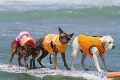 V Kalifornii sa konala súťaž štvornohých surfistov: Naša psia olympiáda!