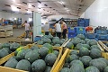 Slovenské melóny sú ohrozený druh: Koľko ich je skutočne v obchodoch?