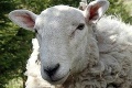 Na Slovensku sa uskutočnili medzinárodné majstrovstvá v strihaní oviec: Neuveríte, za koľko ju ostríhal víťaz
