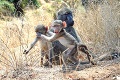 Mláďa paviána má ochranárske sklony: Nedívaj sa, paparazzujú ťa!