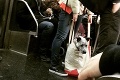 Nastúpil do metra a ľudia plakali od smiechu: Ako sa mu to podarilo dať do tašky?!