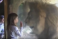 Rozkošné dievčatko poslalo bozk levovi: Jeho reakcia prekvapila všetkých!