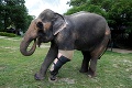 Obetavý muž sa nevzdáva: Takto zachránil už desiatky slonov!