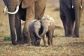 Osudová cesta do Afriky: Matúš († 27) zahynul pri záchrane slonov