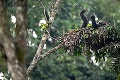 Japonský primatológ má recept na zdravý spánok: Spite v hniezde ako šimpanz!