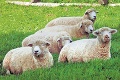 Veterinári rozhodli: Potvrdila sa kliešťová encefalitída u oviec a v mlieku?