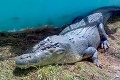 Hrozivý nález: V útrobách krokodíla našli ľudské pozostatky!