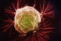 Prelom v liečbe rakoviny: Vakcína nariadi imunite útok na nádor!