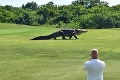 Scéna ako z Jurského parku: Obrí aligátor si prišiel zahrať golf!