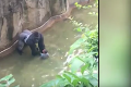 Prípad zastrelenej gorily: Vyjadrila sa matka chlapca, po ľútosti za zabitým zvieraťom ani stopy!