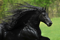 Vyrástol z neho najkrajší kôň na svete: Žrebcovi Frederikovi závidia hustú hrivu aj ženy